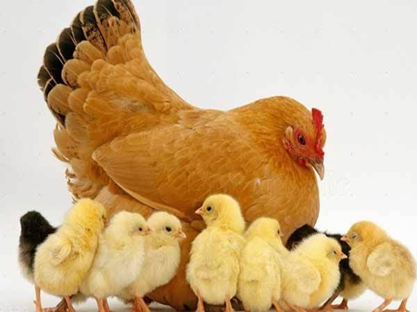Người dân làm hồ sơ thủ tục hành chính tại UBND phường 1, quận Gò Vấp