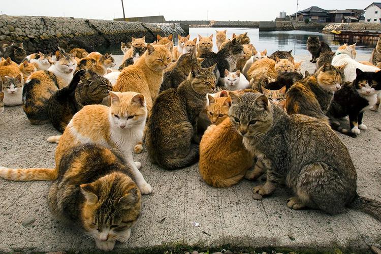 Bát nháo tình trạng quảng cáo thực phẩm chức năng trên mạng xã hội
