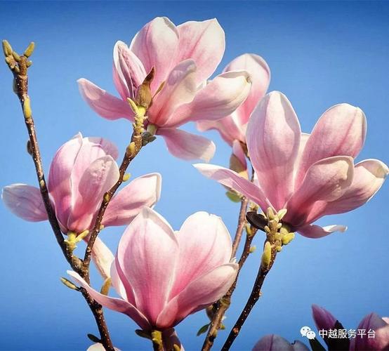 Tổng hợp thông tin báo chí liên quan đến TP. Hồ Chí Minh ngày 27/1/2026