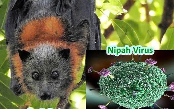TP.HCM chủ động phòng, chống nguy cơ virus Nipah xâm nhập
