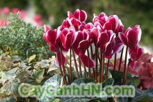 Người dân TP HCM đi thả cá chép từ sáng sớm - Ảnh 13.